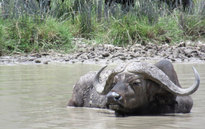 Un bufalo nello specchio d'acqua nel cratere di ngorongoro
