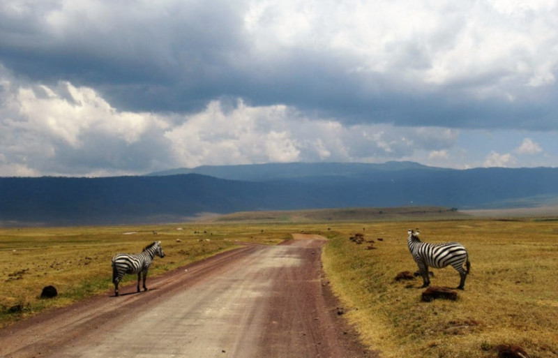 Due zebre nel ngorongoro in Tanzania