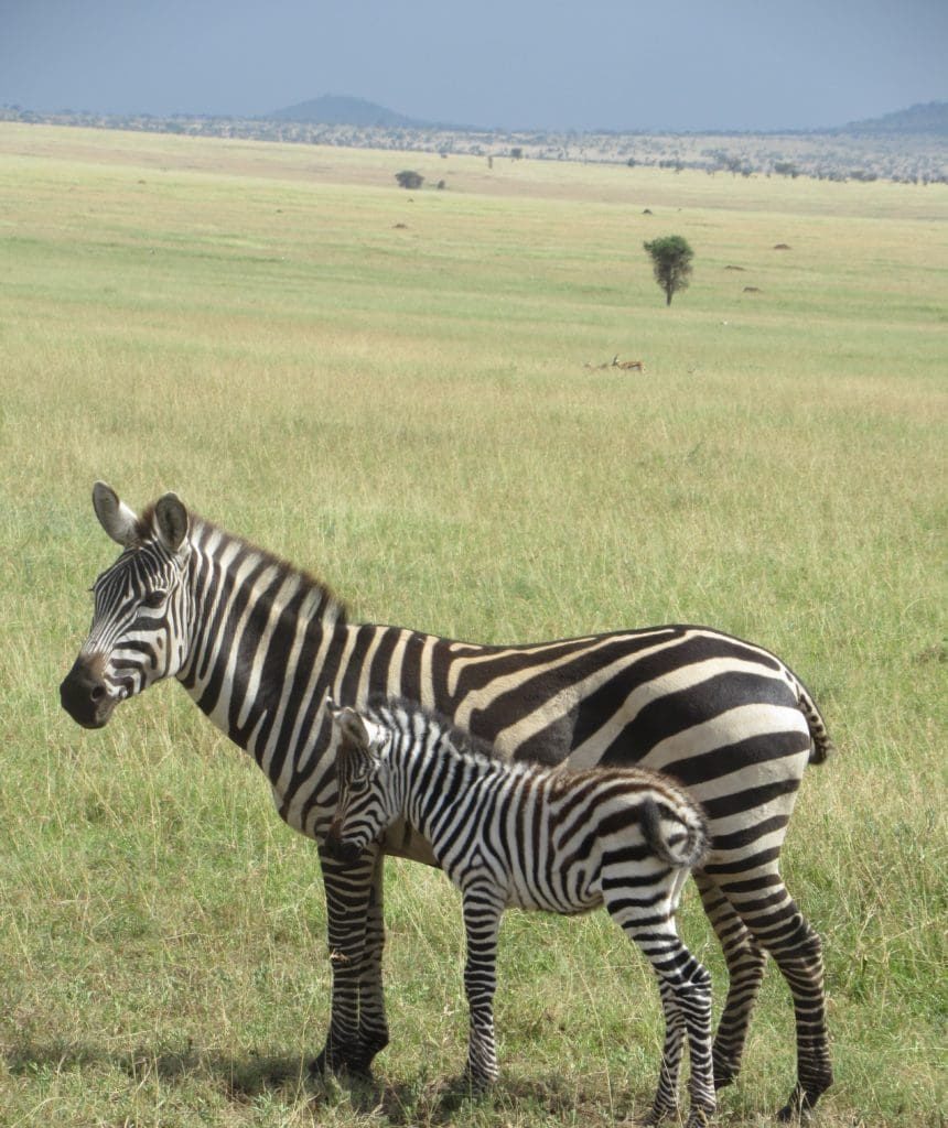 Mamma e cucciolo zebra